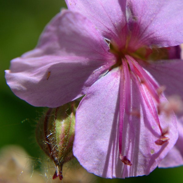 Lohfelden geranium cranesbill macro by Michelle K Wood